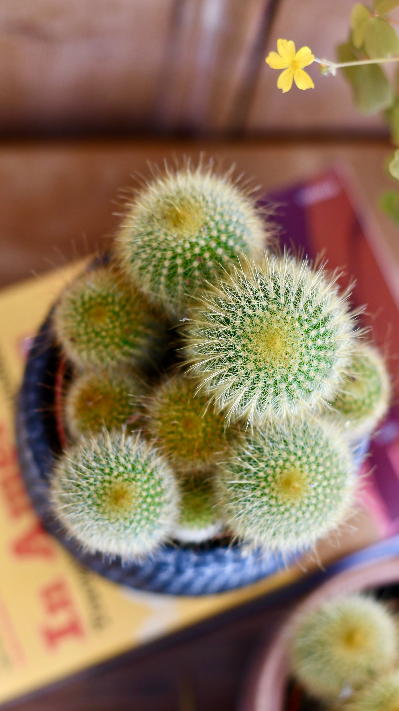 Notocactus leninghausii "Golden Ball Cactus"