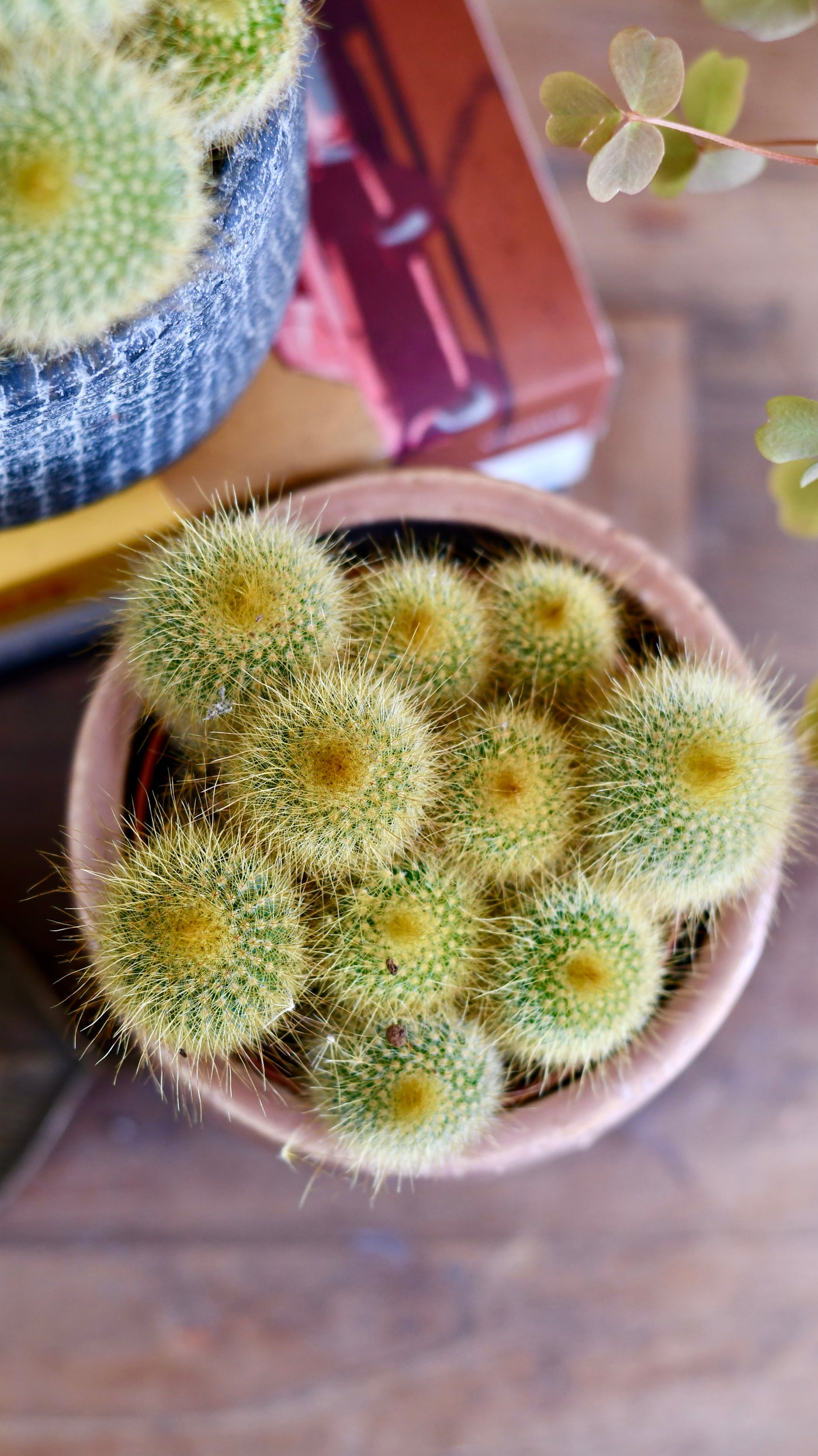 Notocactus leninghausii "Golden Ball Cactus"