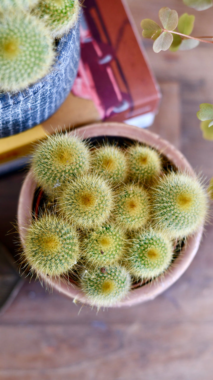 Notocactus leninghausii 