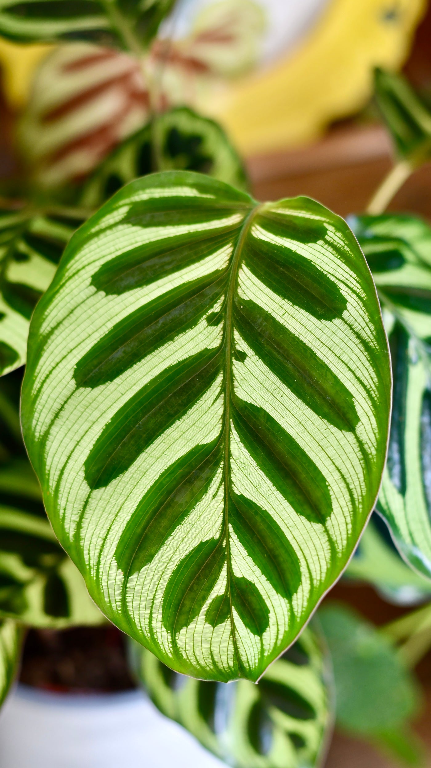 Calathea makoyana (also known as peacock plant or cathedral windows)