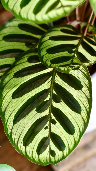 Calathea makoyana (also known as peacock plant or cathedral windows)