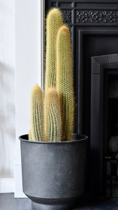 Red Foxtail Cactus, Espostoa (Vatricania) guentheri,