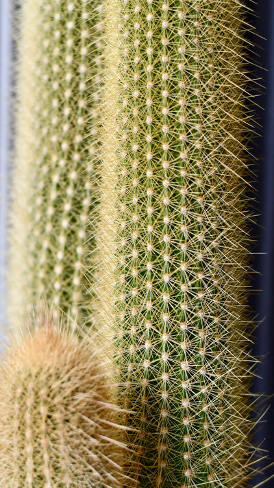 Red Foxtail Cactus, Espostoa (Vatricania) guentheri,