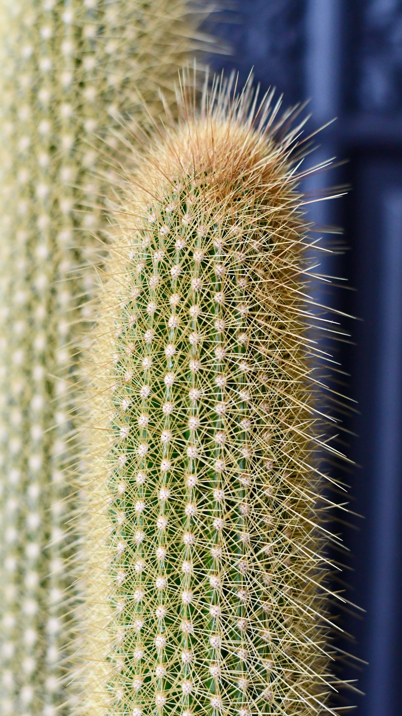 Red Foxtail Cactus, Espostoa (Vatricania) guentheri,