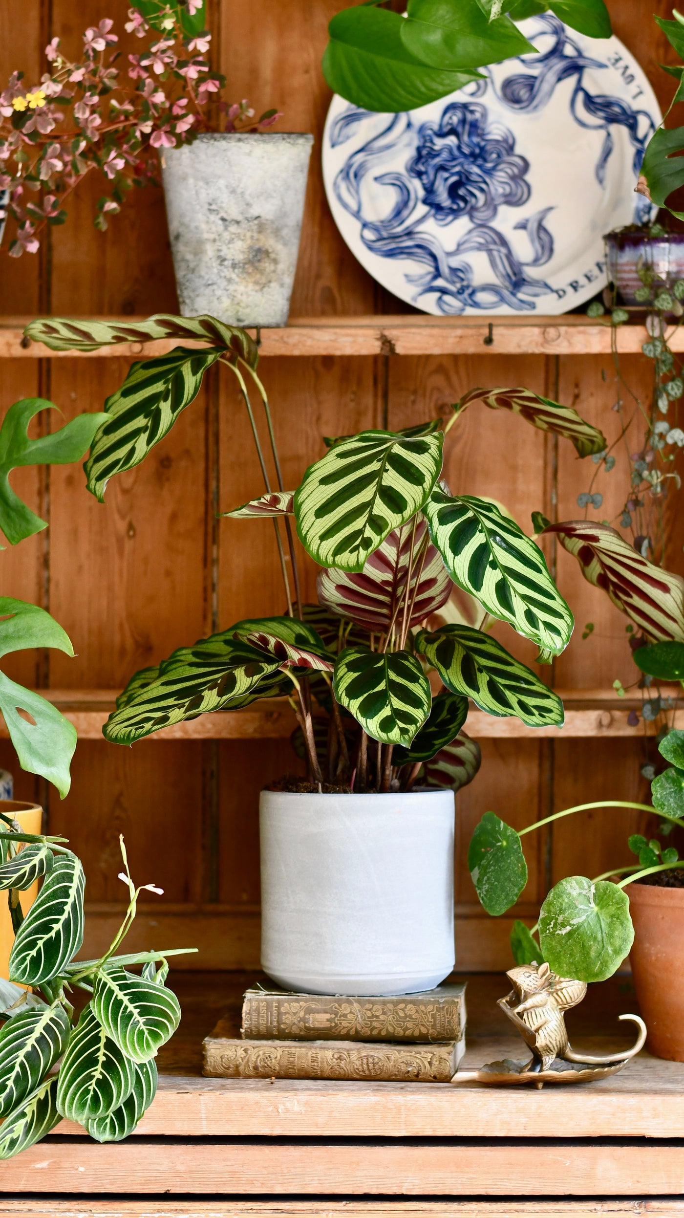 Calathea makoyana (also known as peacock plant or cathedral windows)