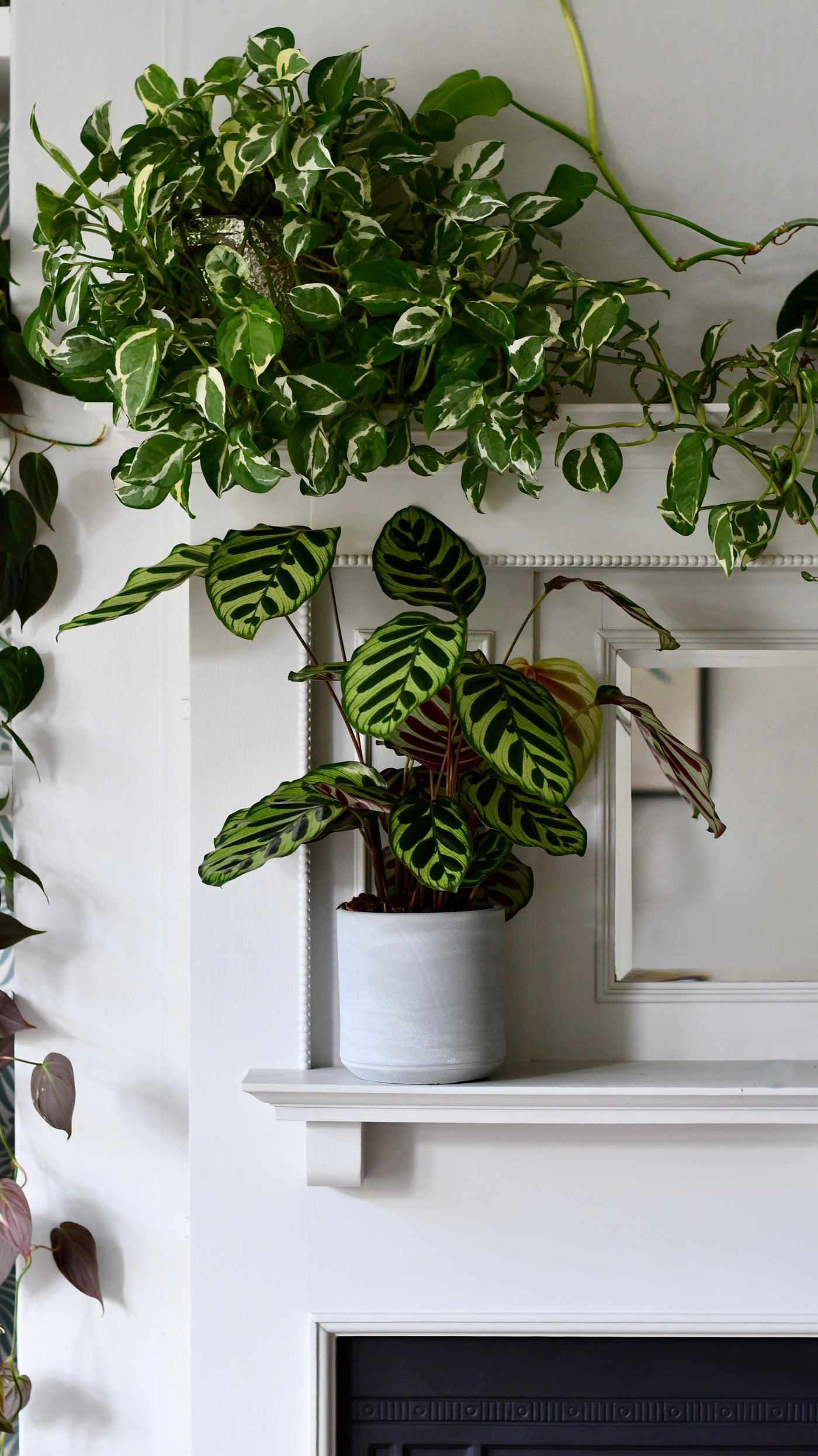 Calathea makoyana (also known as peacock plant or cathedral windows)