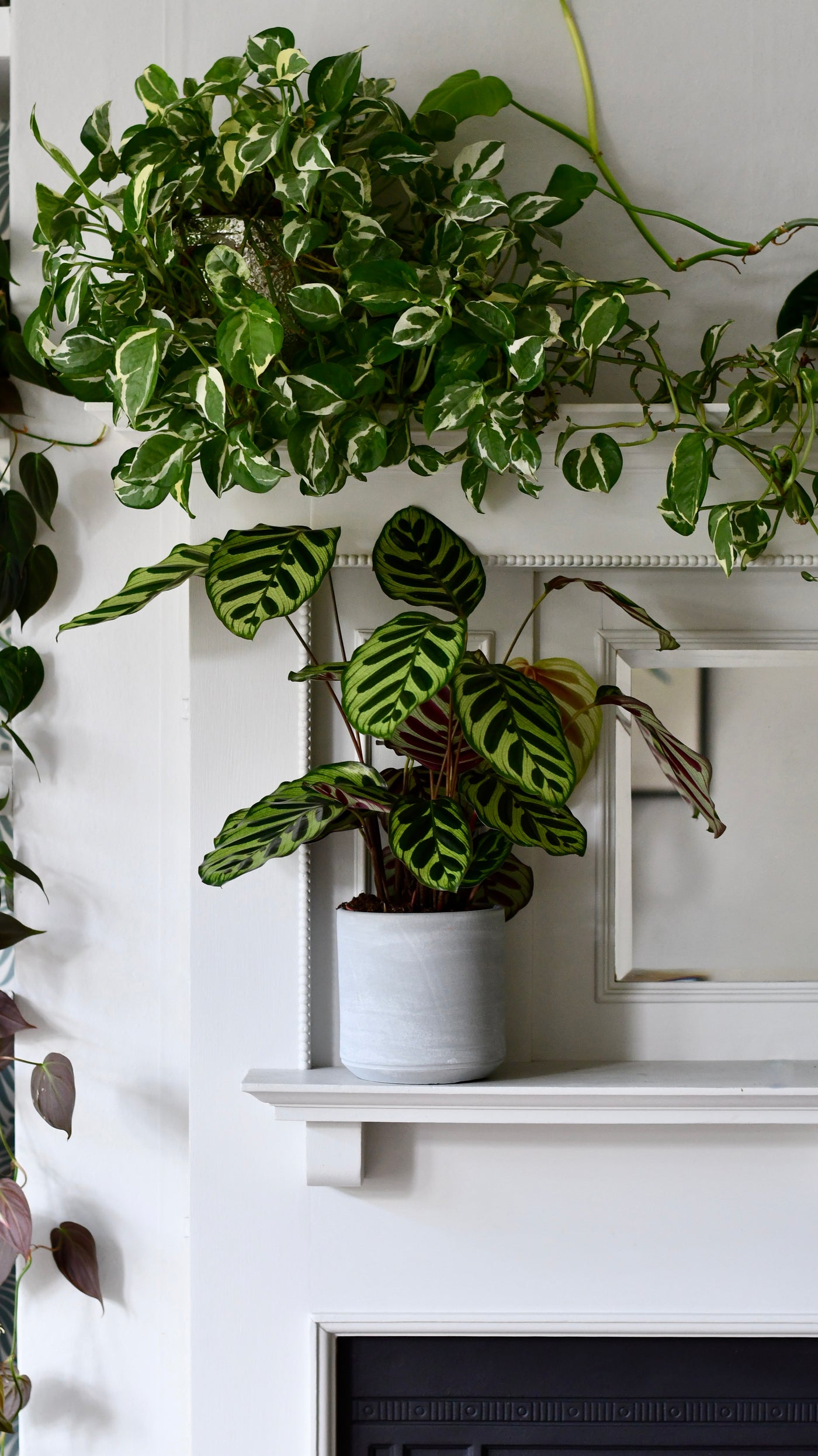 peacock plant indoor Calathea makoyana | Peacock plant