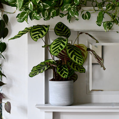 Tivoli Planter Cement 16cm