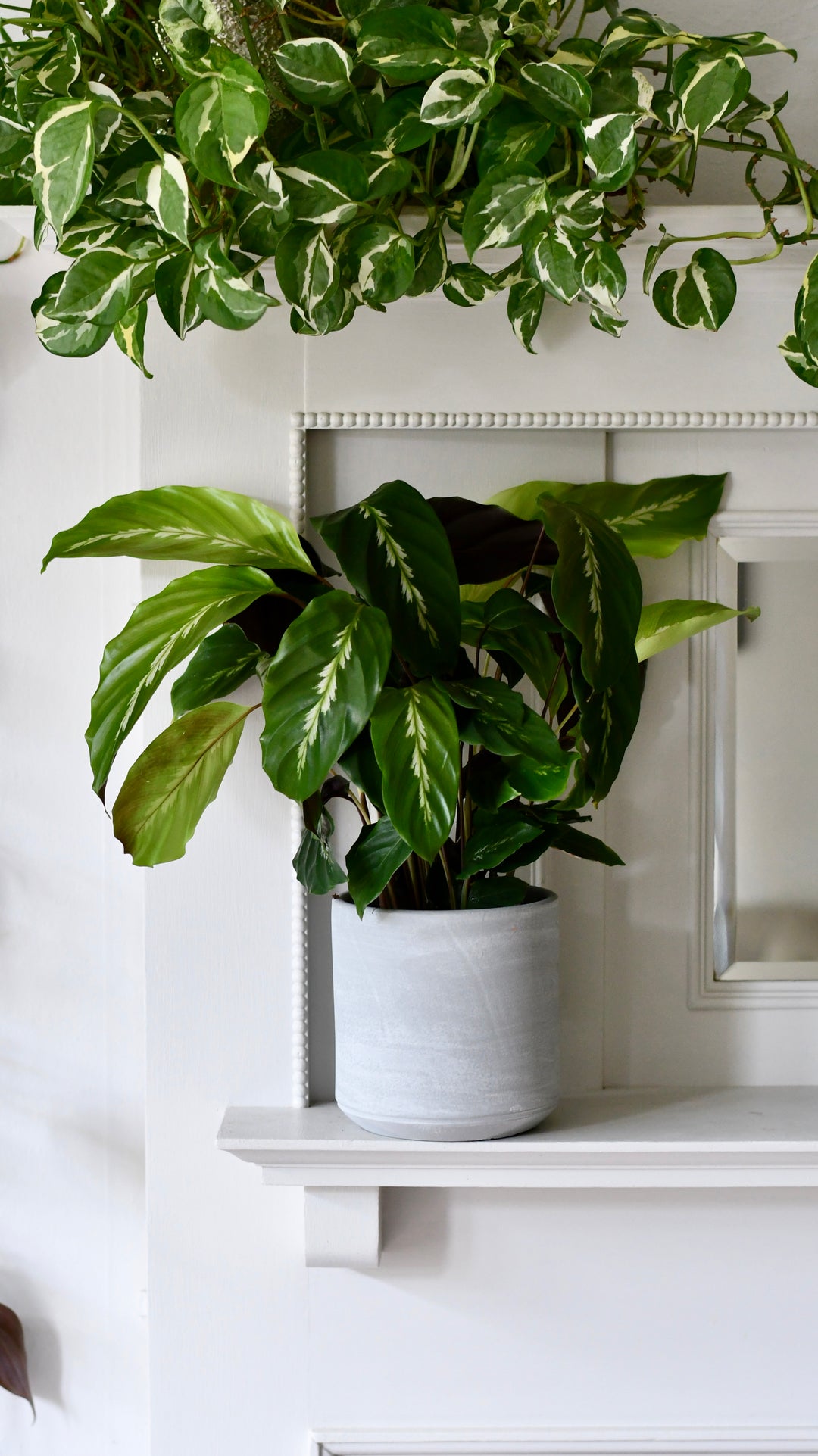 Calathea 'Maui Queen – Happy Houseplants