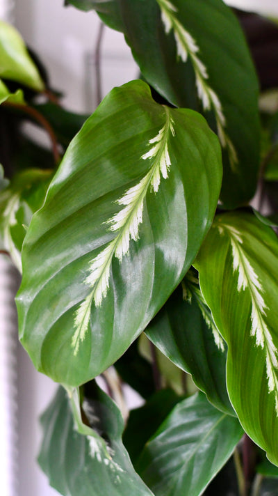 Calathea 'Maui Queen