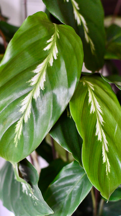 Calathea 'Maui Queen