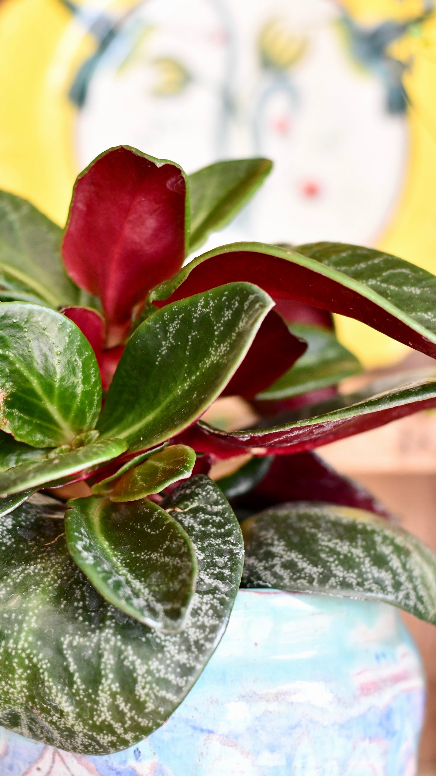 Crassula Streyi Tolkien ( Pondo Cliff Crassula or Pondoland Crassula)