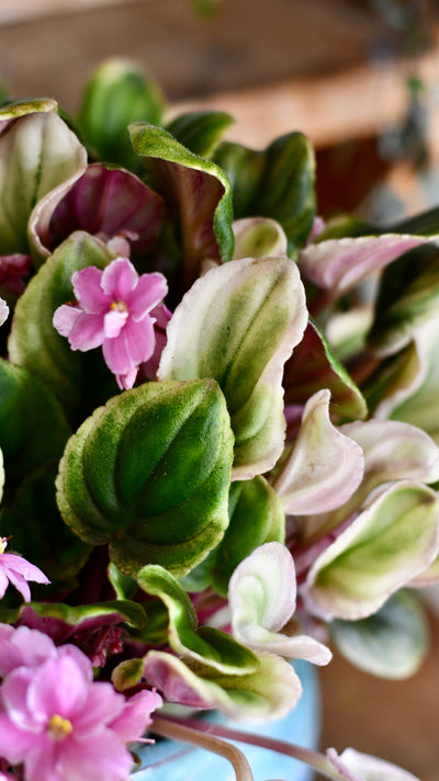 Saintpaulia variegata 'Variegated African Violet' (Rare)