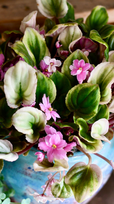 Saintpaulia variegata 'Variegated African Violet' (Rare)