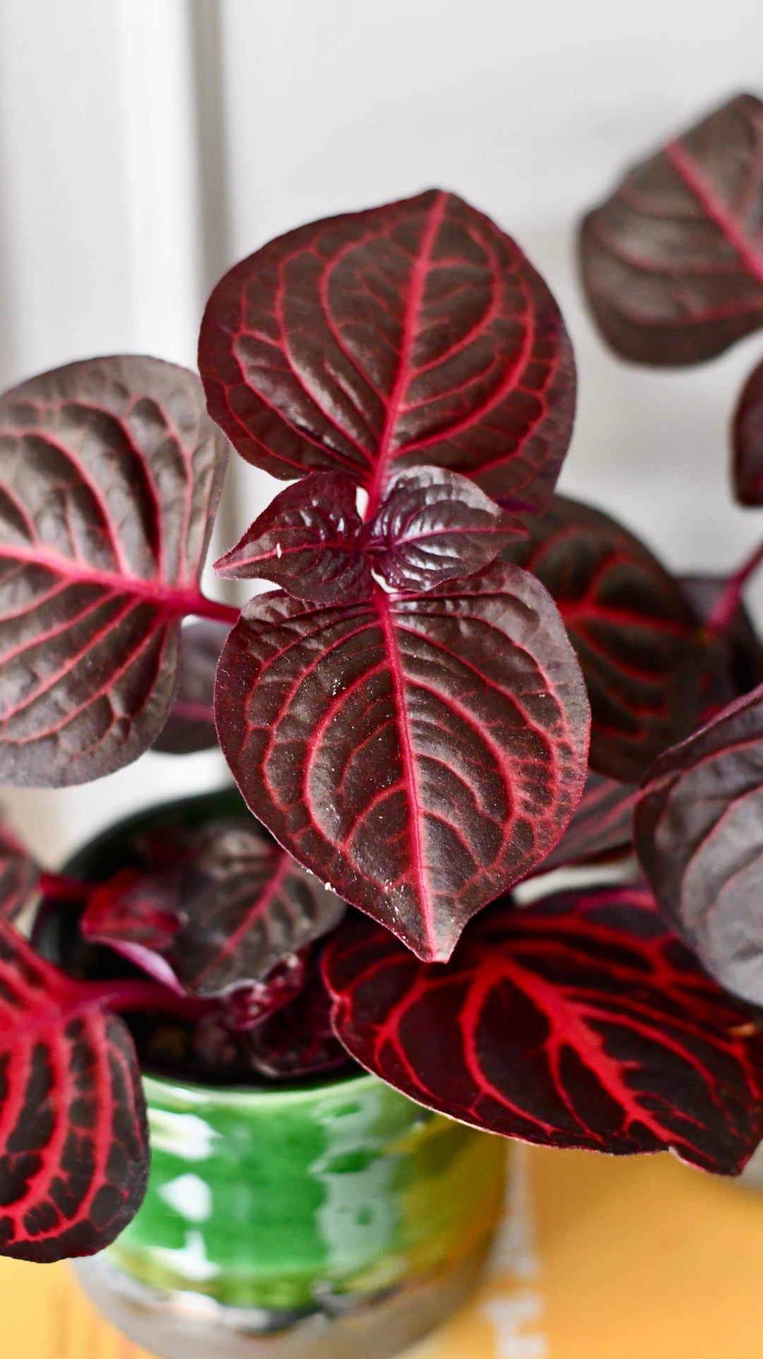 chicken gizzard plant indoor Blood Leaf Plant (Iresine Herbstii, Chicken-Gizzard, Beefsteak Plant) – Happy Houseplants