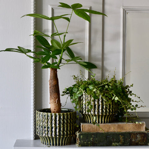 Palm Springs Green Ceramic Plant Pot
