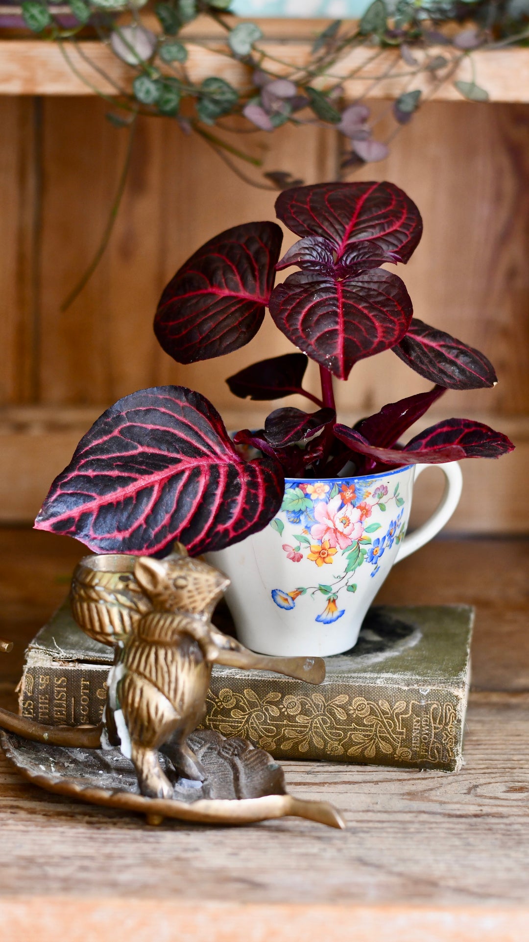 house plants with dark red leaves Blood Leaf Plant (Iresine Herbstii, Chicken-Gizzard, Beefsteak Plant) –  Happy Houseplants