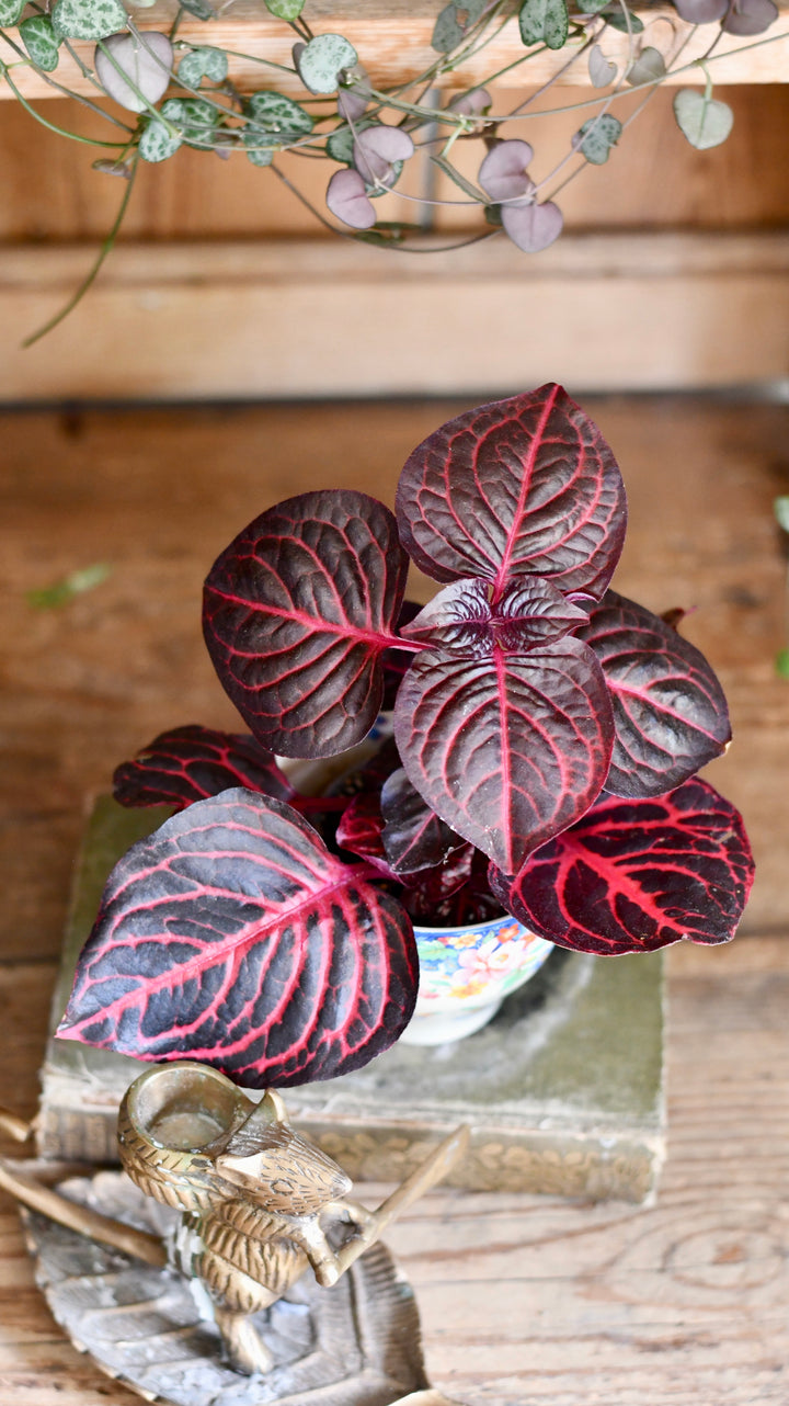 bloodleaf plant indoor care Blood Leaf Plant (Iresine Herbstii, Chicken-Gizzard, Beefsteak Plant) –  Happy Houseplants
