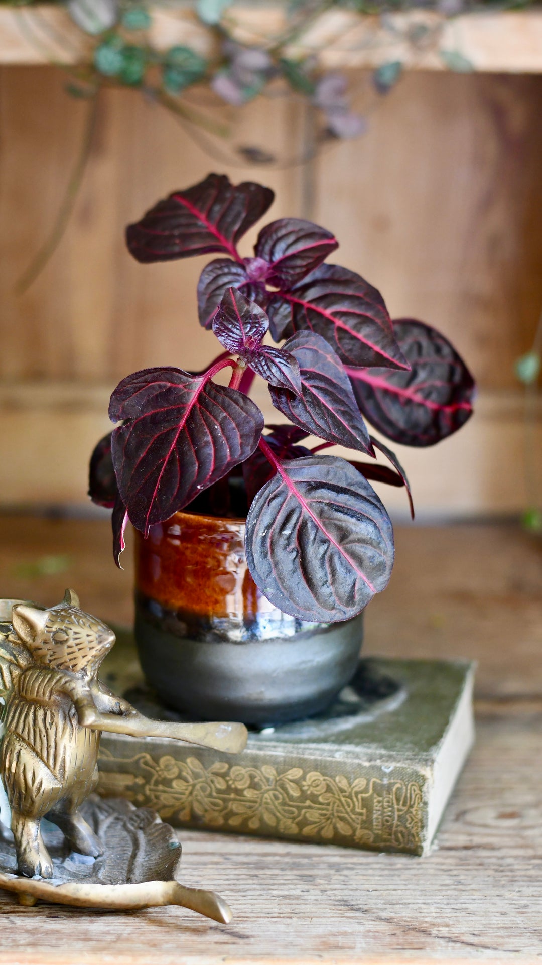 Blood Leaf Plant (Iresine Herbstii, Chicken-Gizzard, Beefsteak Plant) –  Happy Houseplants