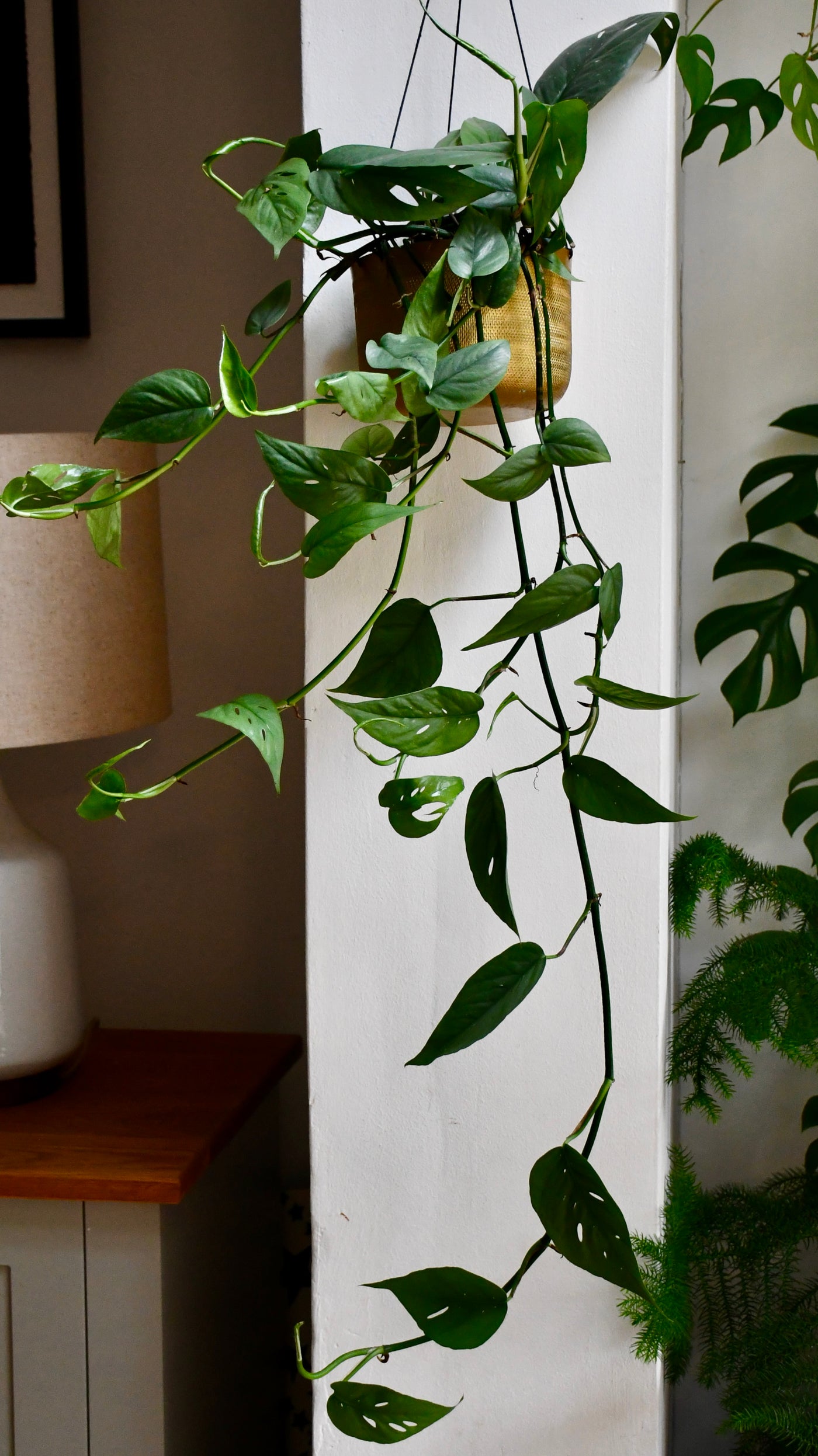 cebu blue pothos cost Epipremnum Cebu Blue | Cebu Blue Pothos | Epipremnum pinnatum