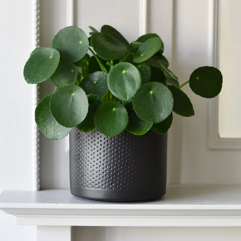 Oslo Matt Black Ceramic Plant Pot