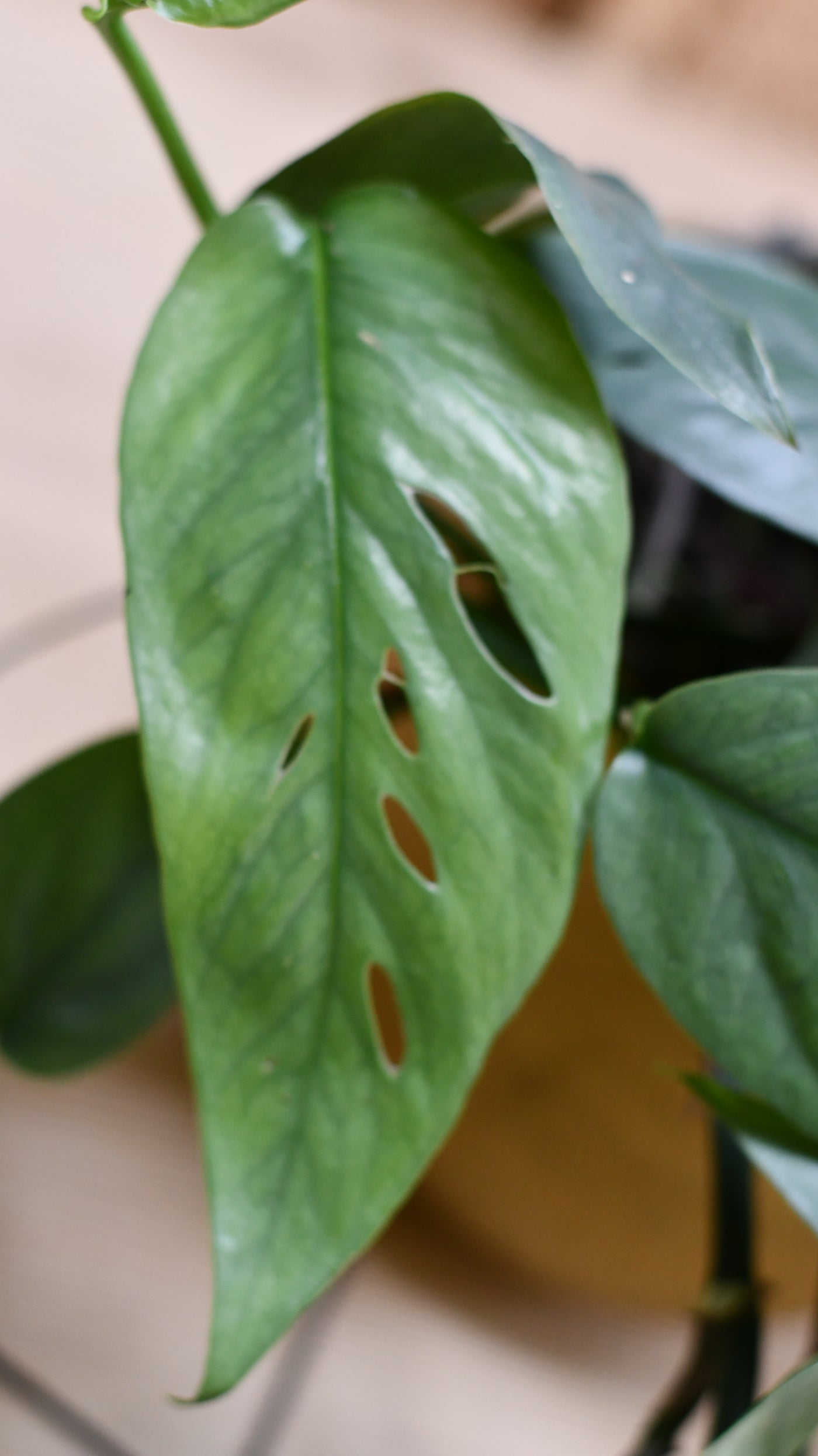 Epipremnum Cebu Blue (Cebu Blue Pothos, Epipremnum pinnatum)