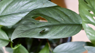 Epipremnum Cebu Blue (Cebu Blue Pothos, Epipremnum pinnatum)