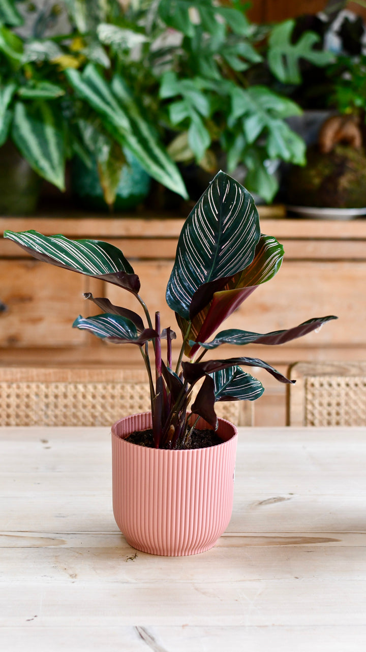 Calathea Sanderiana | Pinstripe | Prayer Plant