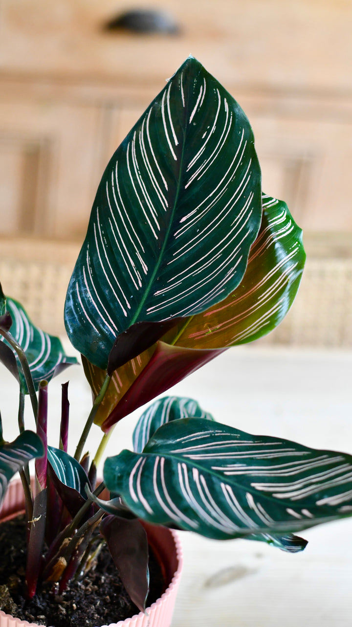 Calathea Sanderiana | Pinstripe | Prayer Plant