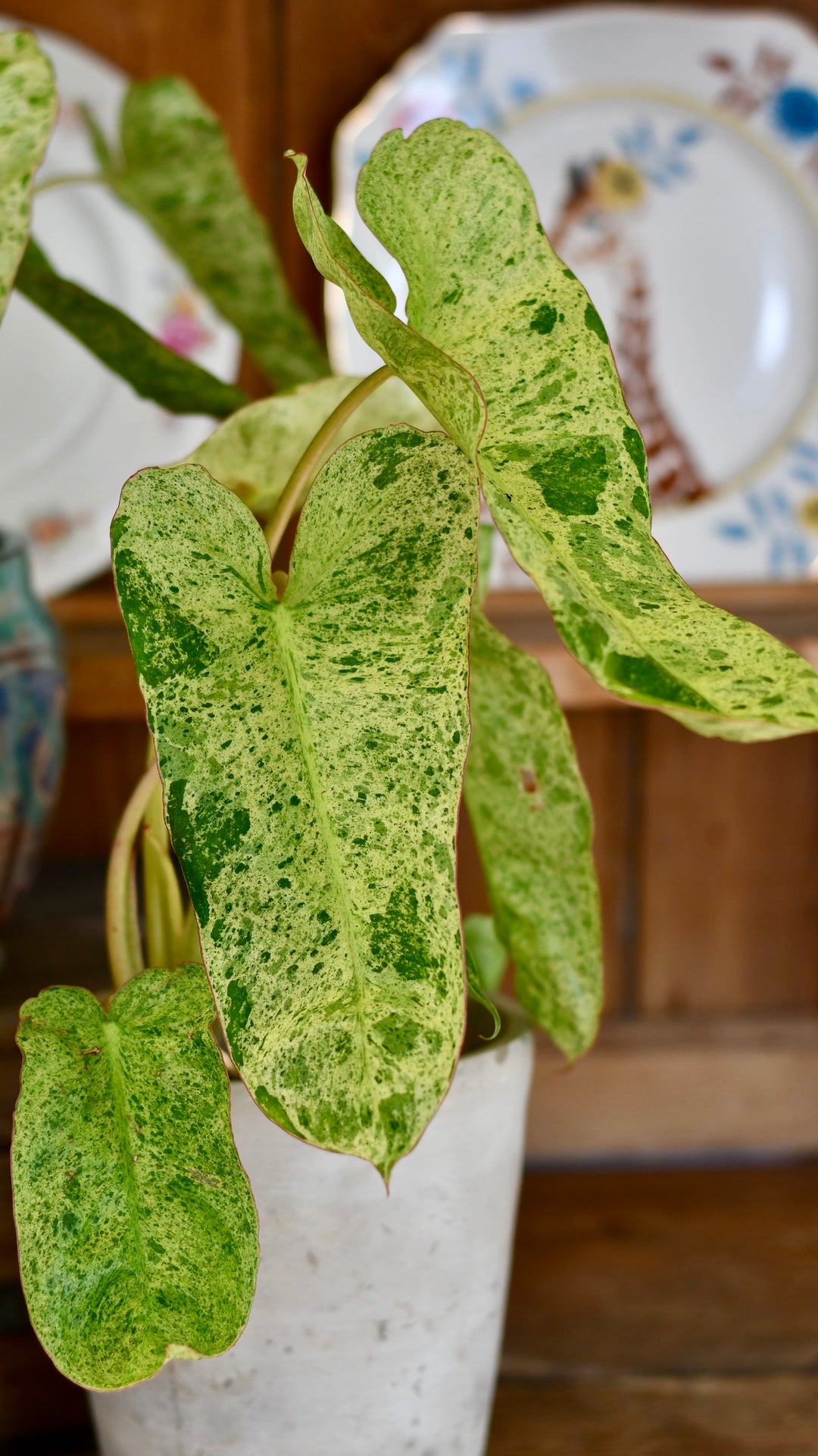 Philodendron Paraiso Verde Variegated (Paraiso Variegata) – Happy  Houseplants