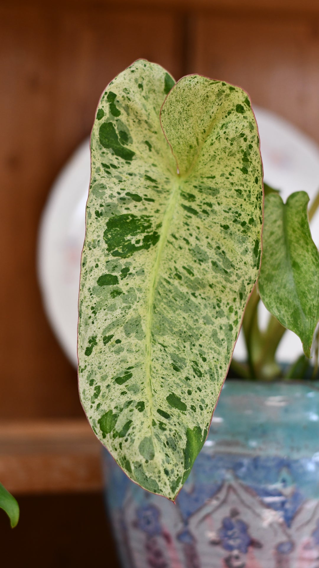 Philodendron Paraiso Verde Variegated (Paraiso Variegata) – Happy  Houseplants