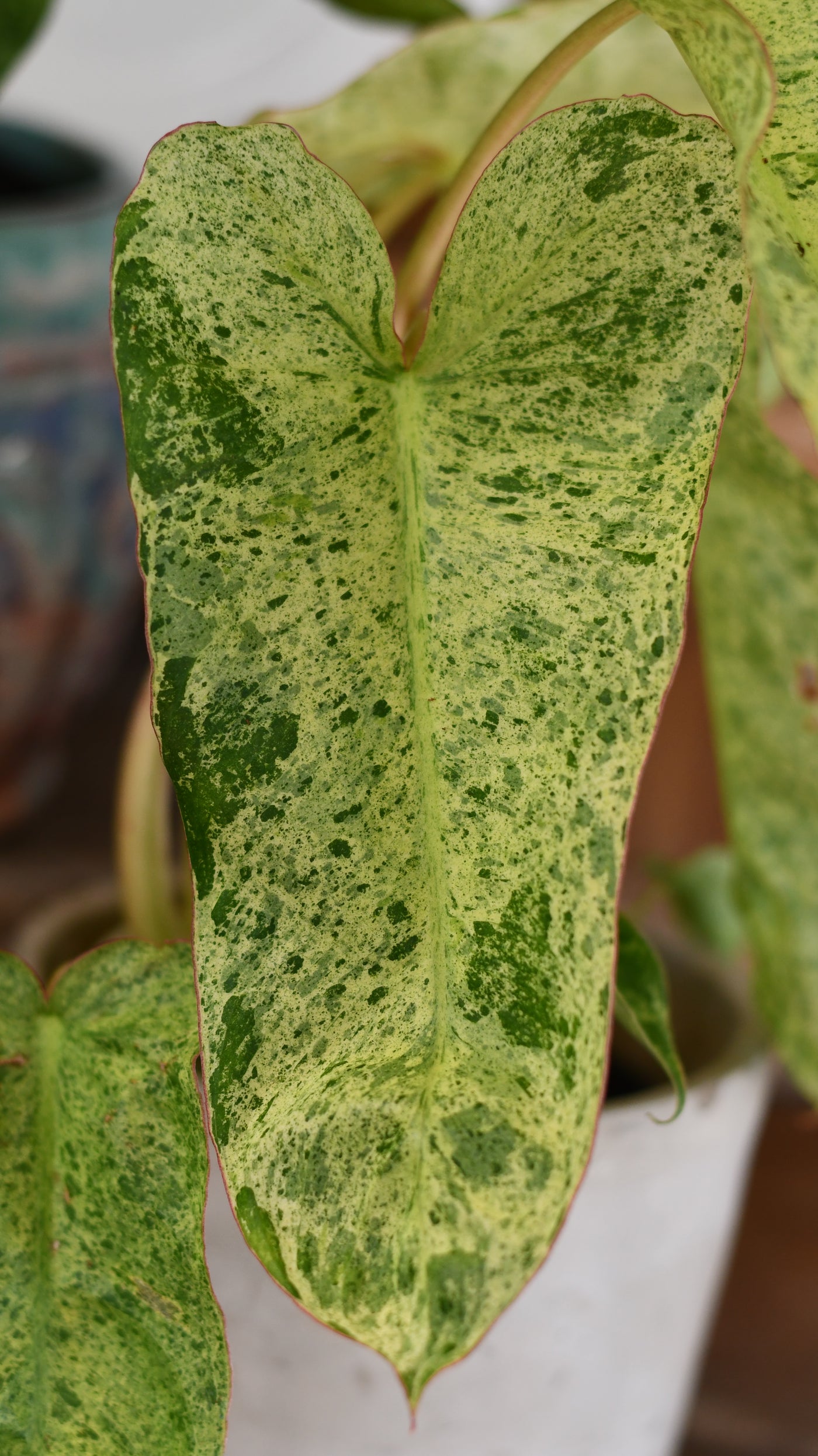 Philodendron Paraiso Verde Variegated (Paraiso Variegata)