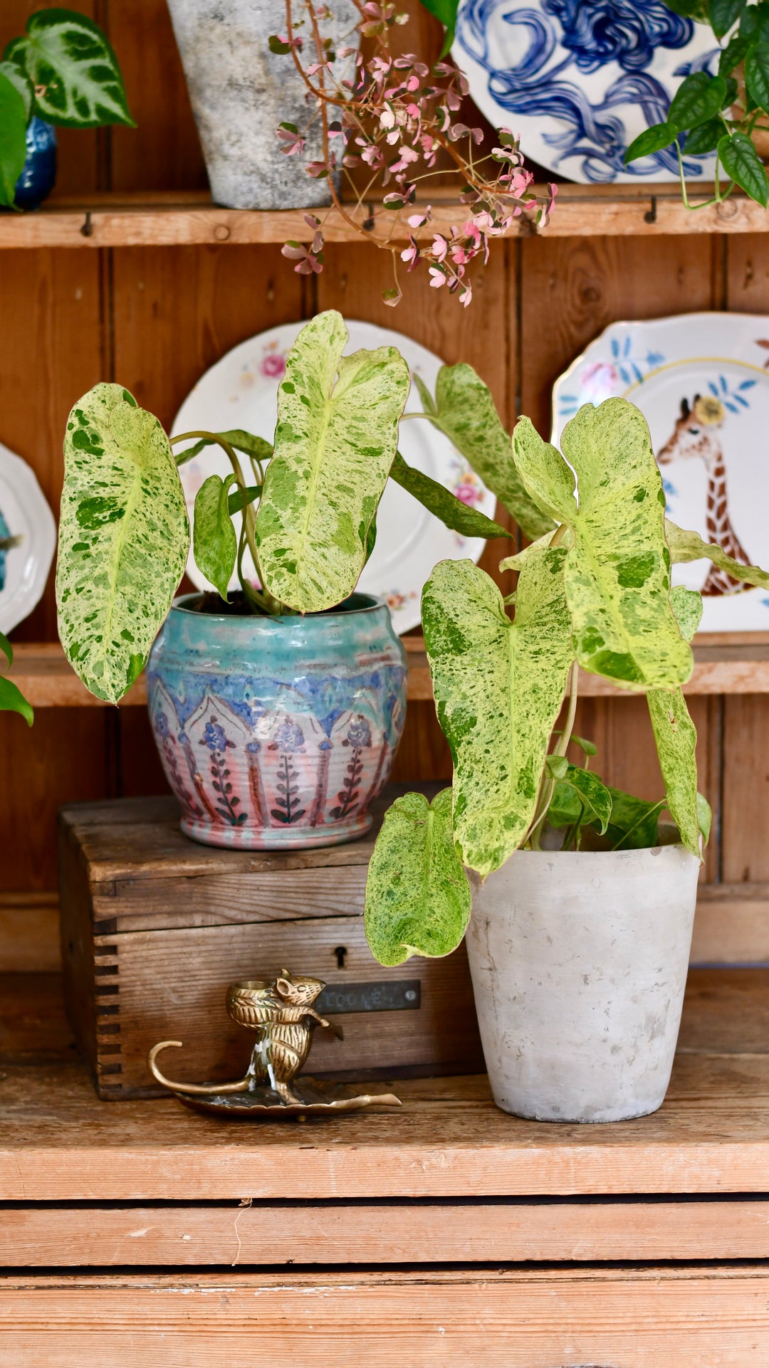 philodendron paraiso verde scientific name Philodendron Paraiso Verde Variegated (Paraiso Variegata) – Happy  Houseplants