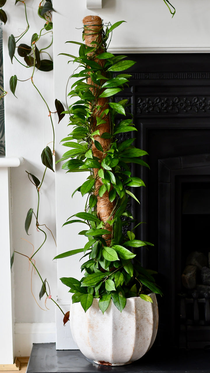hoya moss pole Hoya Callistophylla, Rare Wax Plant – Happy Houseplants