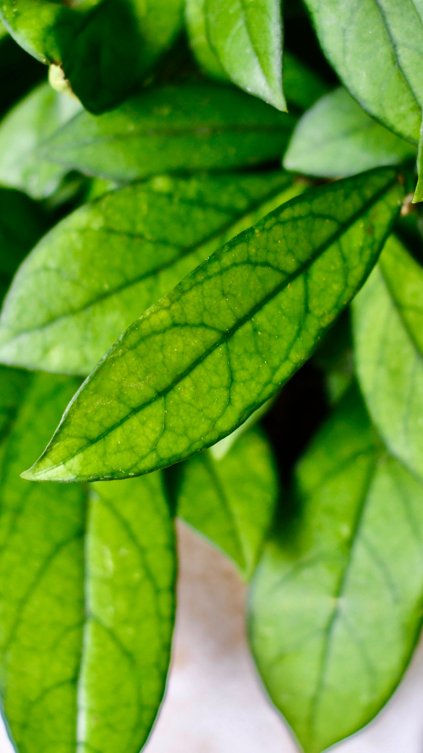 Hoya Callistophylla, Rare Wax Plant