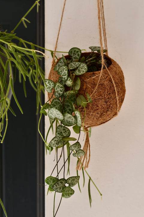 Kokedama String of Hearts Hanging Planter