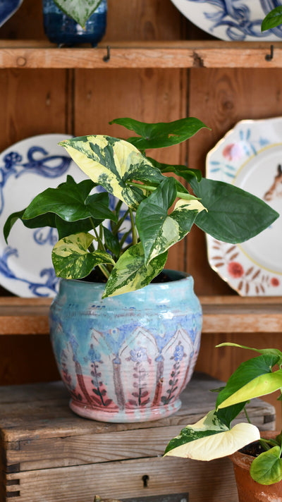 Syngonium Aurea Arrowhead Variegated Houseplant