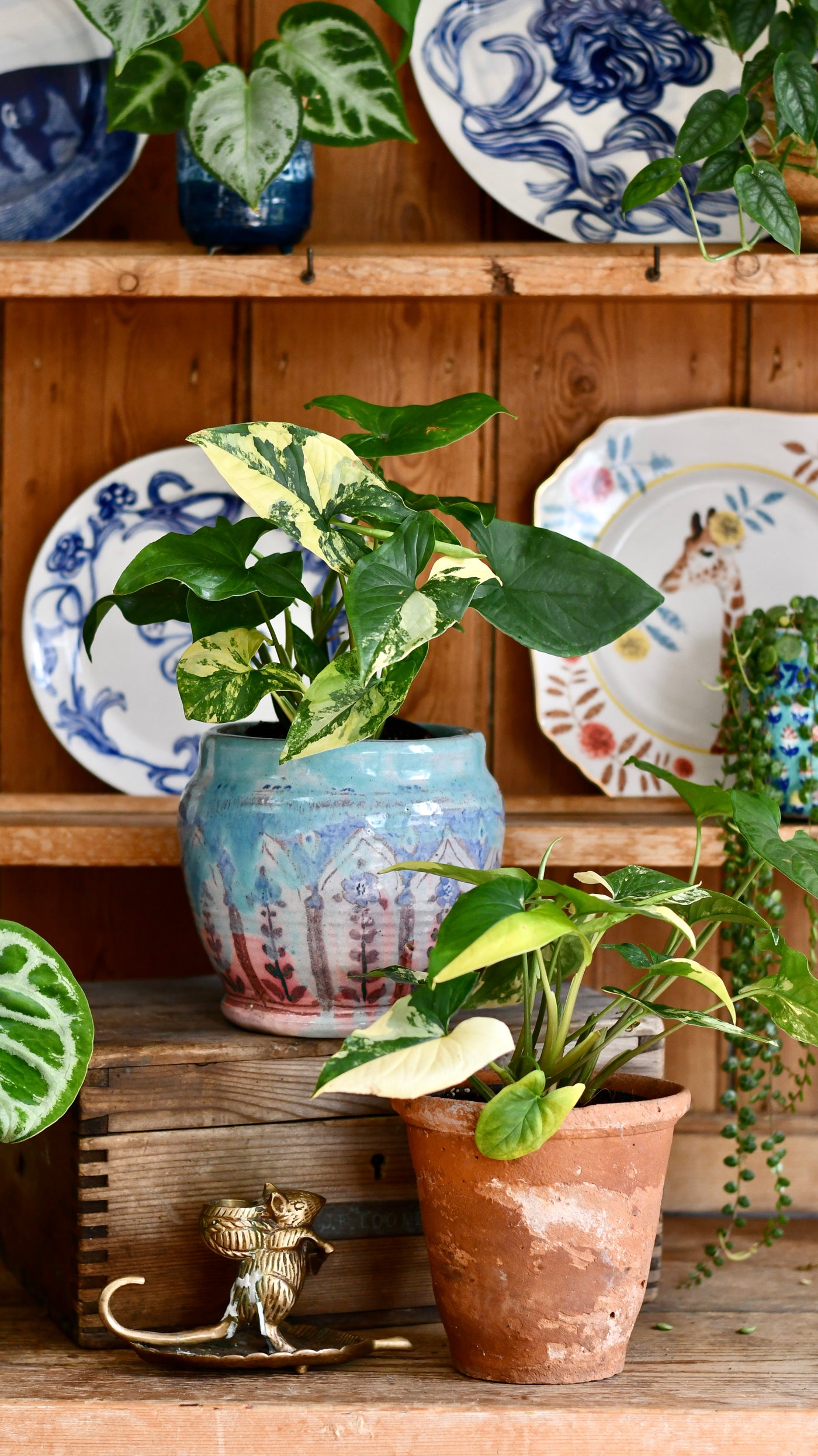 Syngonium Aurea Arrowhead Variegated Houseplant