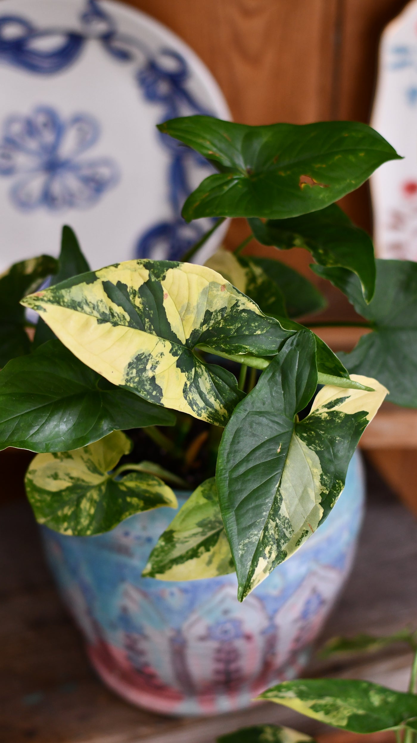 Syngonium Aurea Arrowhead Variegated Houseplant