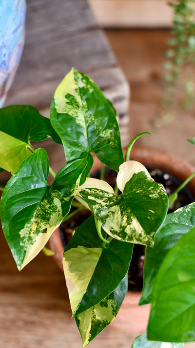 Syngonium Aurea Arrowhead Variegated Houseplant