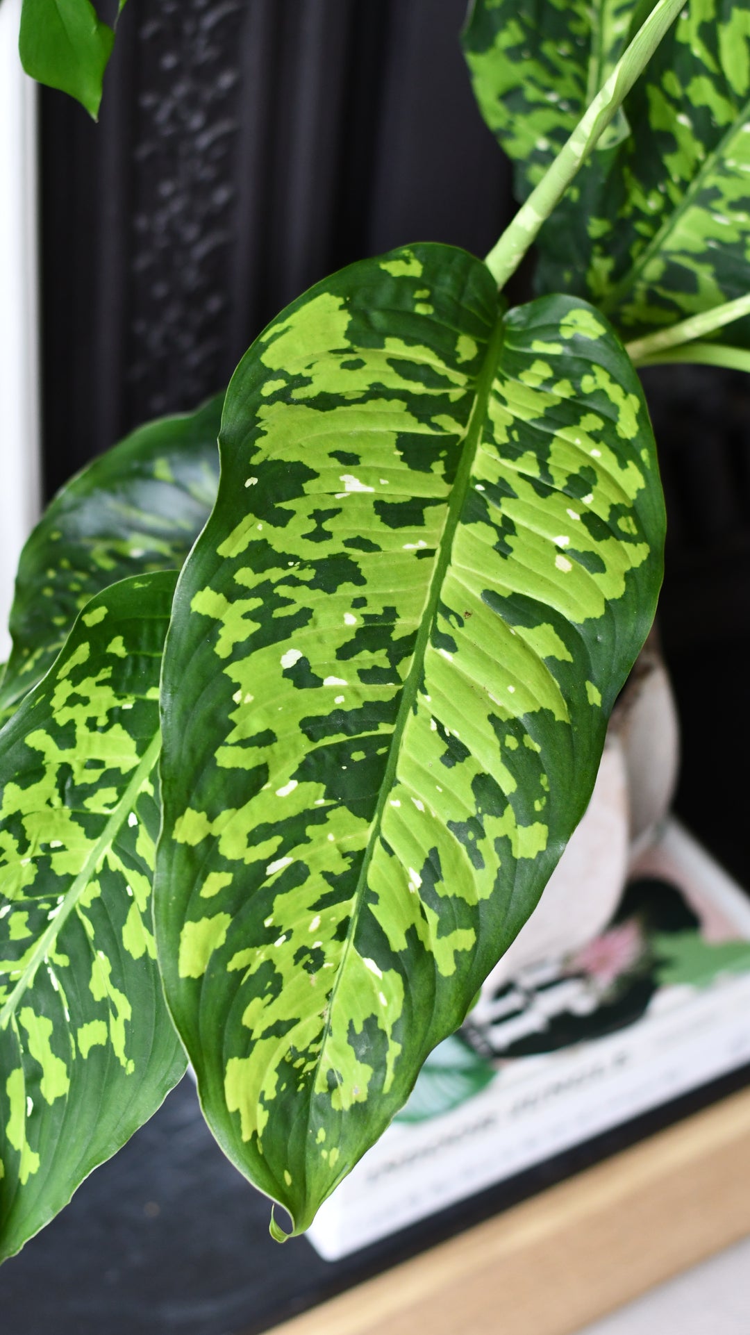 dieffenbachia cheetah care Dieffenbachia 'Cheetah' – Happy Houseplants
