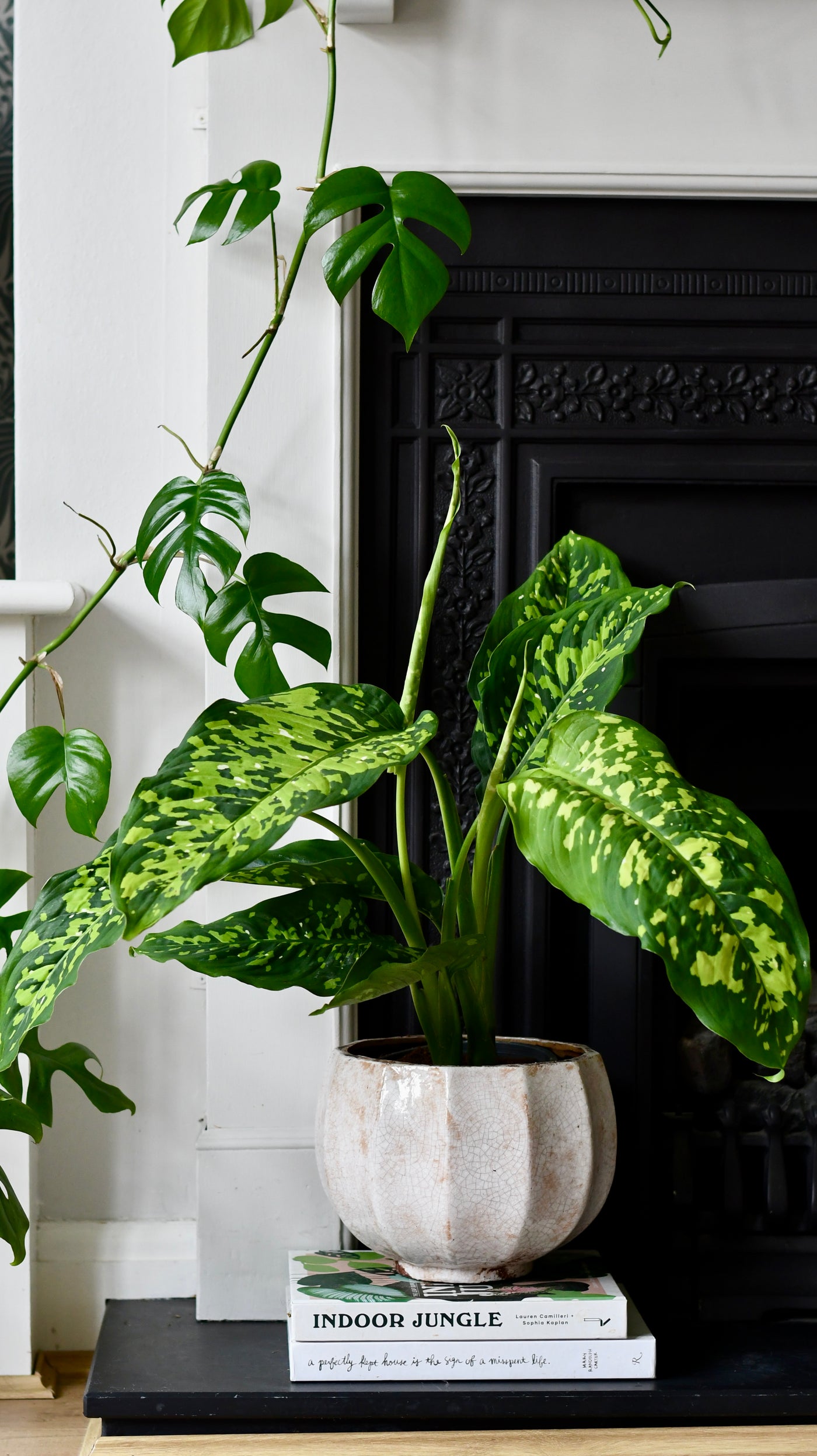 dieffenbachia habitat Dieffenbachia 'Cheetah' – Happy Houseplants