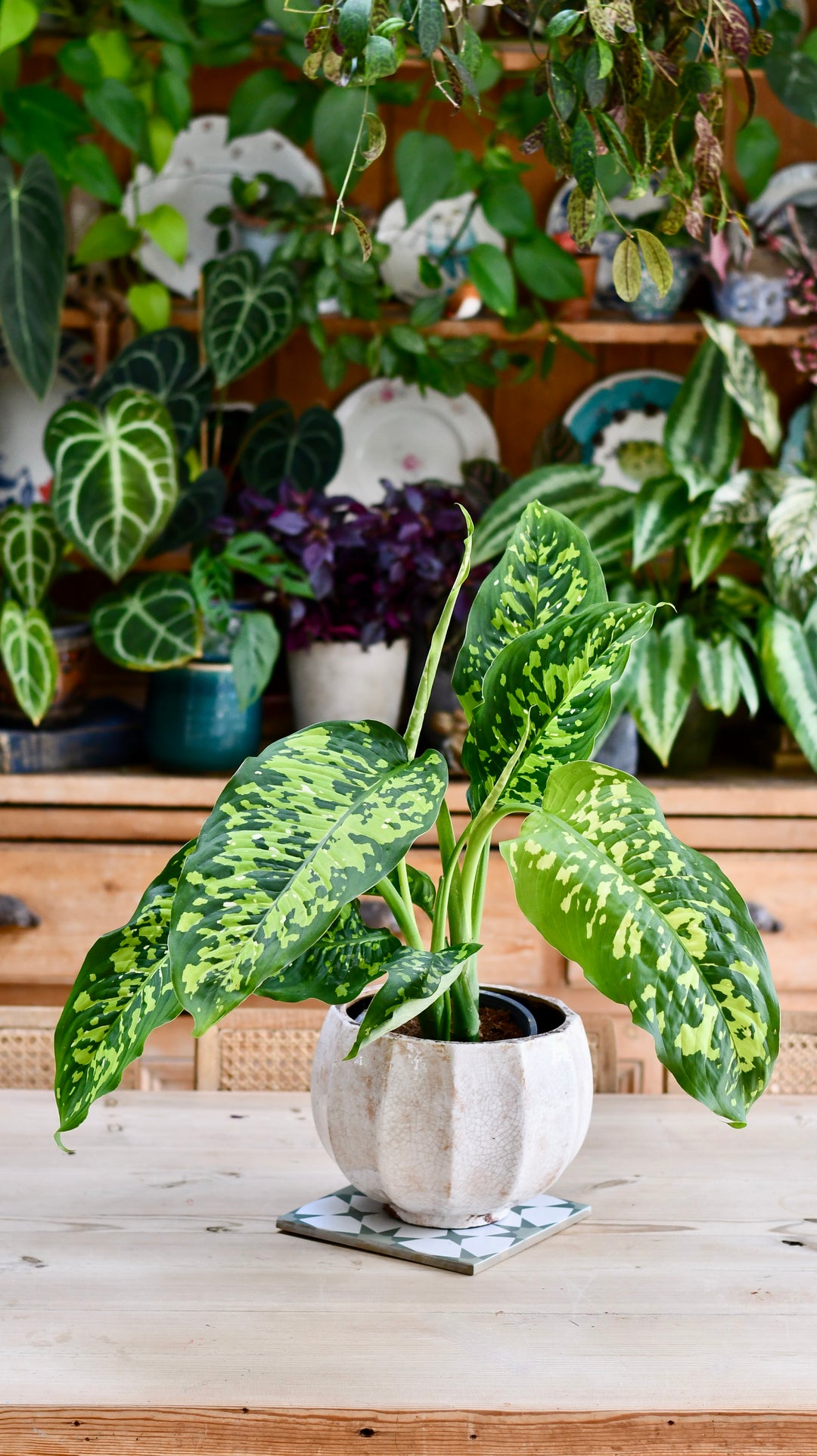 dieffenbachia cheetah care Dieffenbachia 'Cheetah' – Happy Houseplants