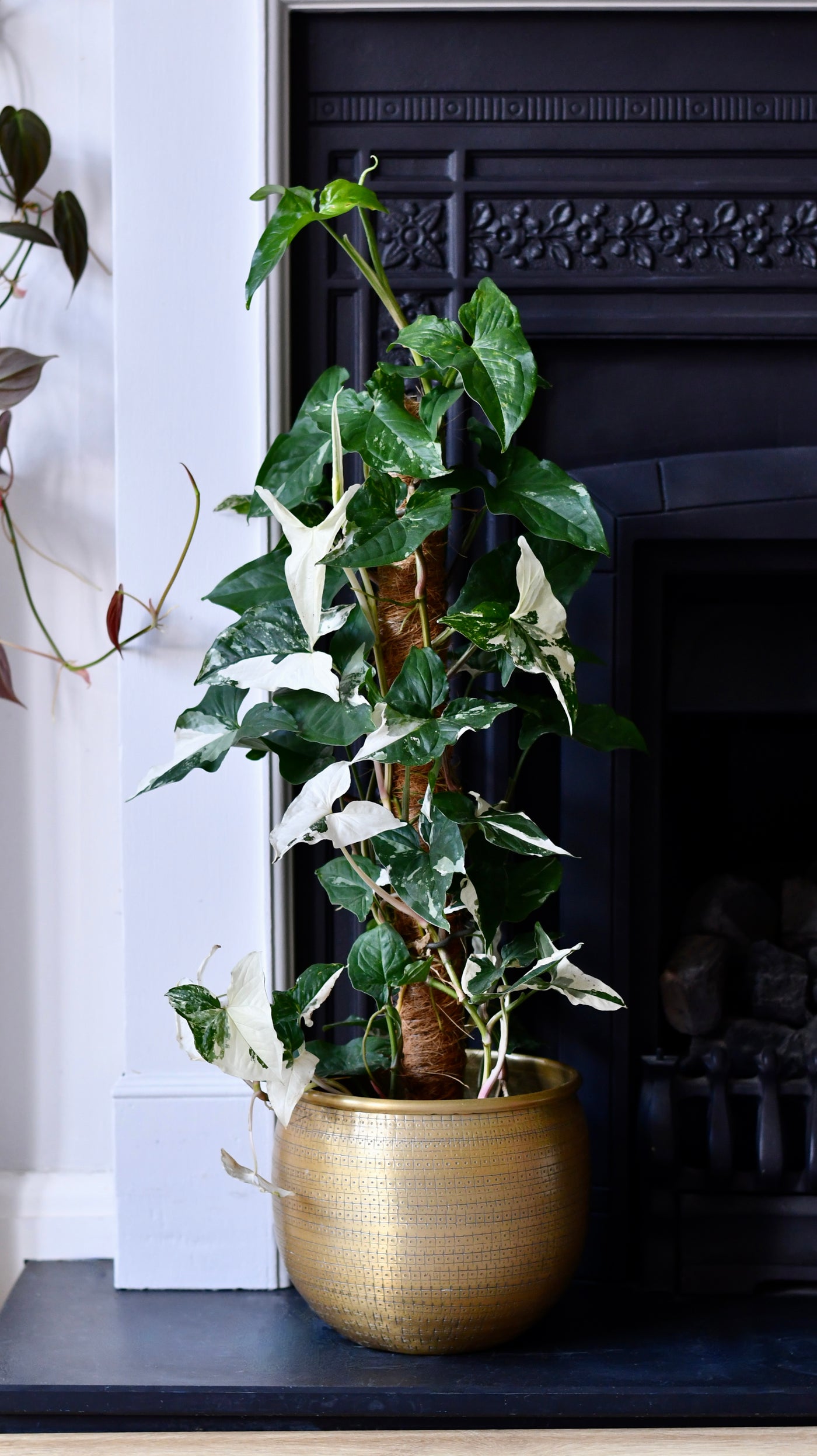 syngonium albo moss pole Variegated Albo Syngonium Podophyllum on moss pole – Happy Houseplants