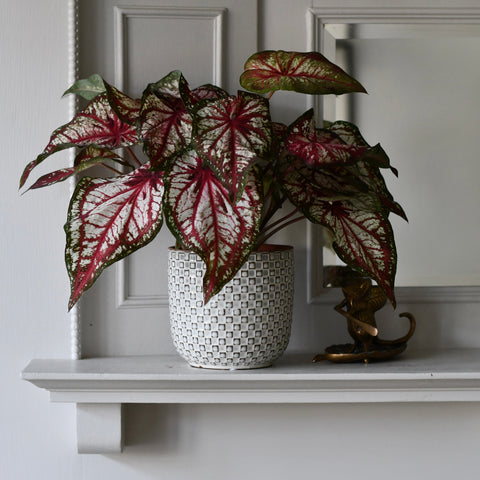 Kyoto White Ceramic Plant Pot