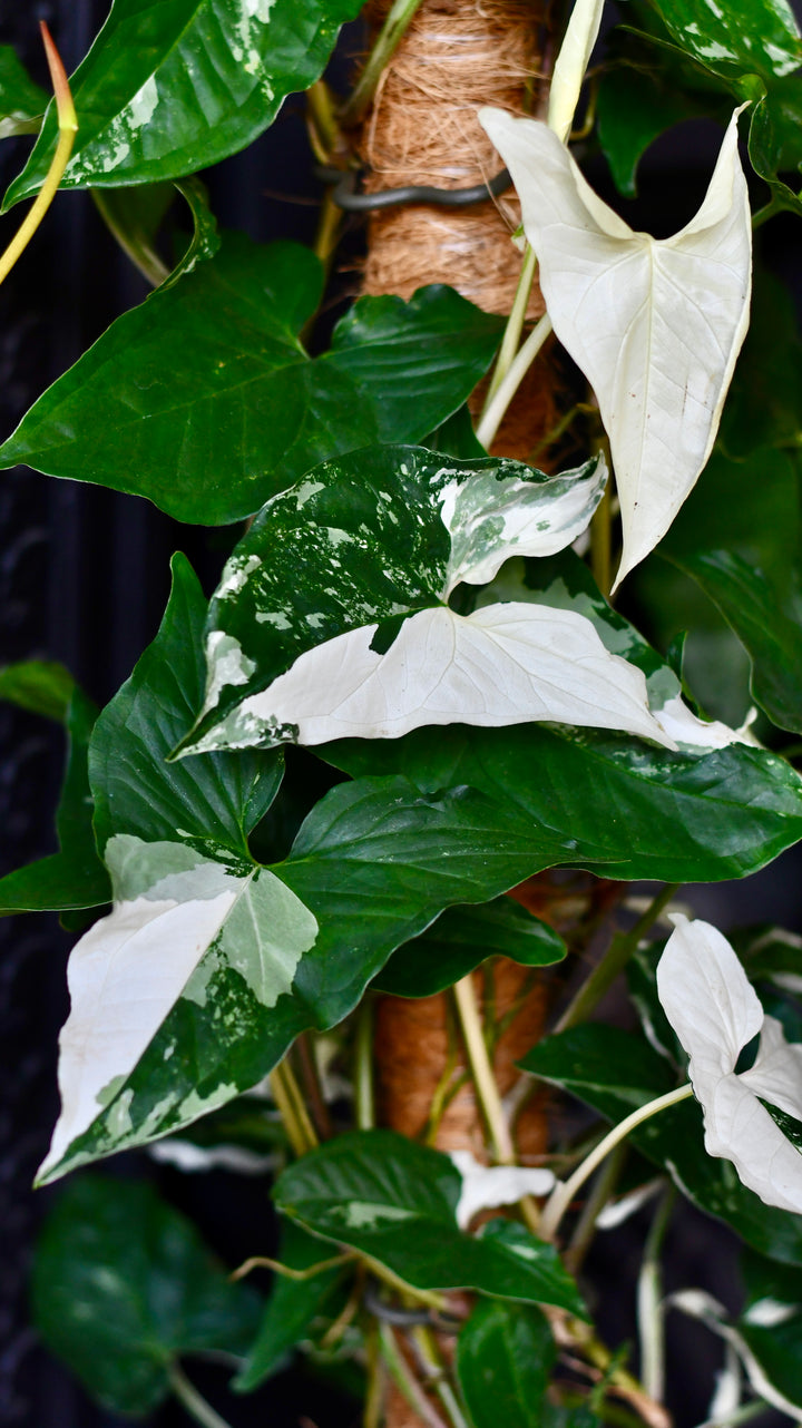 syngonium albo moss pole Variegated Albo Syngonium Podophyllum on moss pole – Happy Houseplants