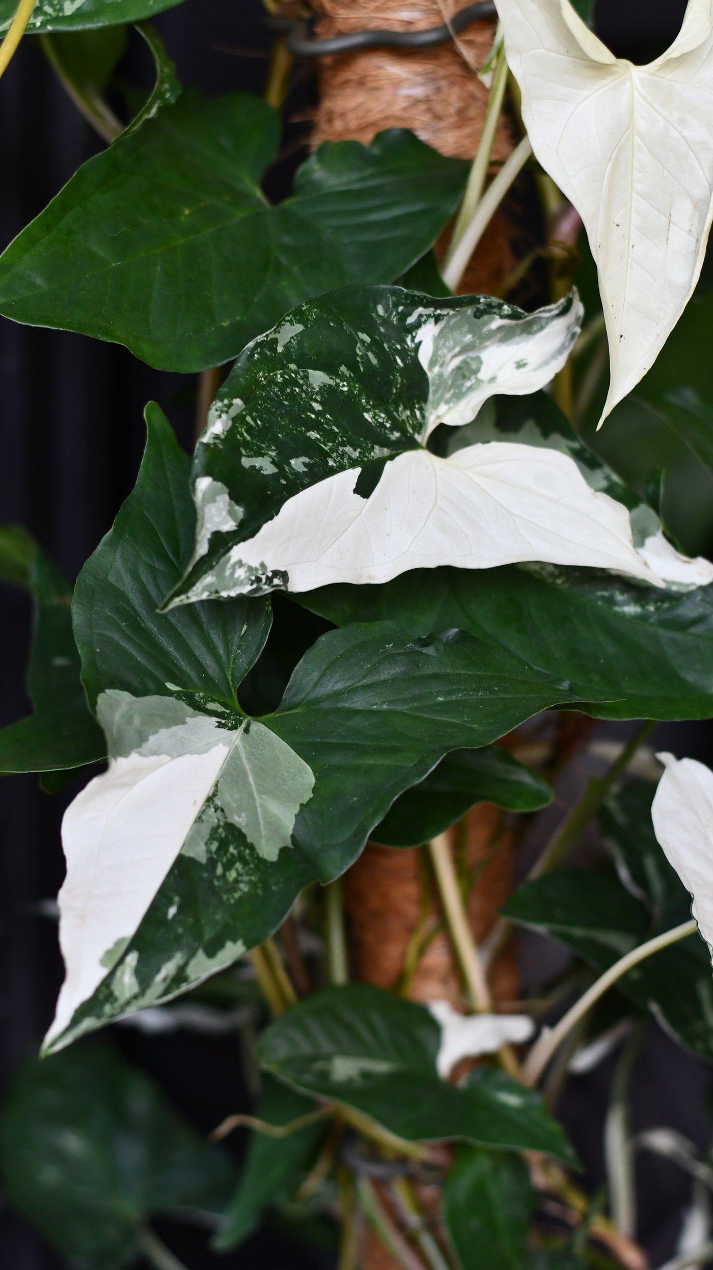 Variegated Albo Syngonium Podophyllum on moss pole