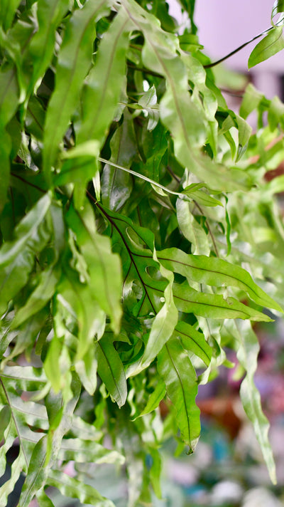 XL Kangaroo Foot Fern (Microsorum diversifolium)