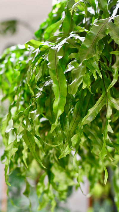 XL Kangaroo Foot Fern (Microsorum diversifolium)