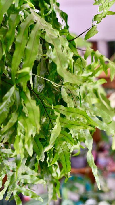 XL Kangaroo Foot Fern (Microsorum diversifolium)